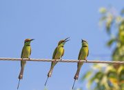 Kenapa Burung tidak Kesetrum Saat Bertengger di Kabel Listrik Tegangan Tinggi?