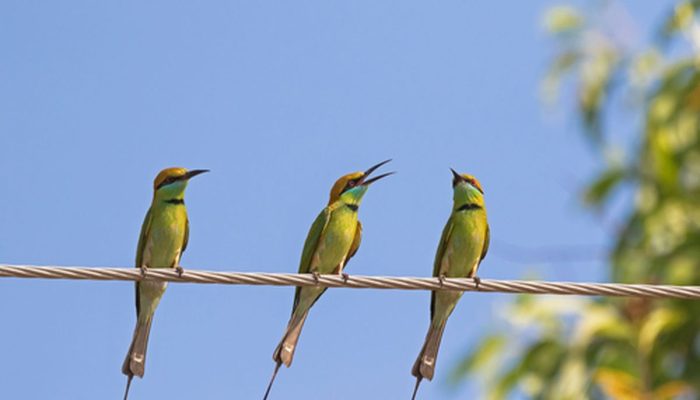 Kenapa Burung tidak Kesetrum Saat Bertengger di Kabel Listrik Tegangan Tinggi?