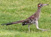 Enam Fakta Unik Greater Roadrunner, Burung Pelari Tercepat