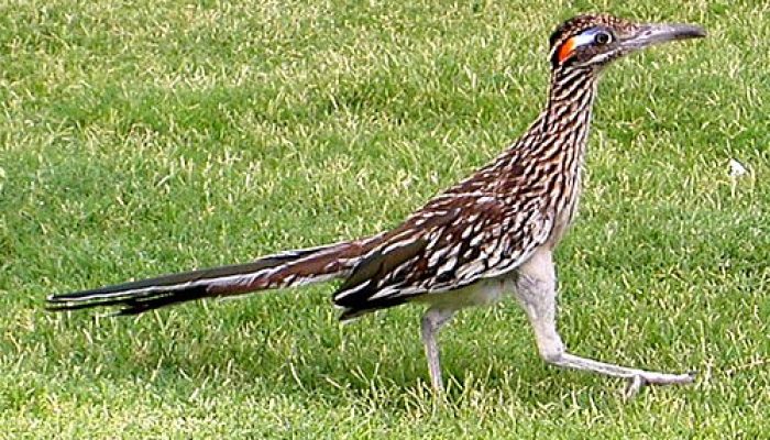 Enam Fakta Unik Greater Roadrunner, Burung Pelari Tercepat