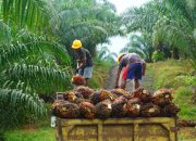 Kelapa Sawit, Tanaman Menggiur, Perusak Lingkungan (?)