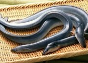 Ikan Sidat dengan Kandungan Omega3 Tertinggi