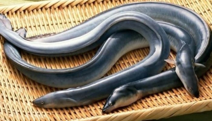 Ikan Sidat dengan Kandungan Omega3 Tertinggi