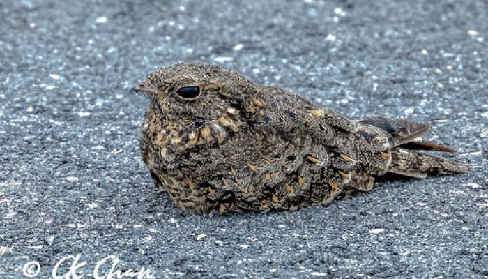 Burung Nightjar, dengan Kemampuan Kamuflase yang Sempurna
