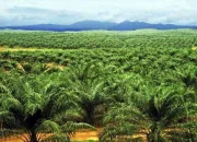 Investasi Kebun Sawit, Investasi Masa Depan