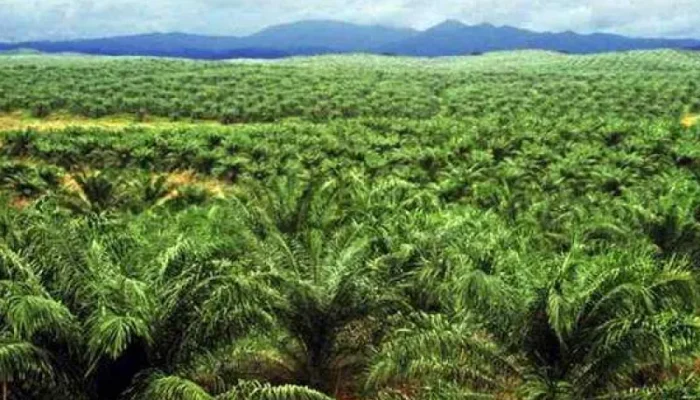 Investasi Kebun Sawit, Investasi Masa Depan