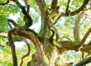 Orang Arab Buru Kamper ke Indonesia