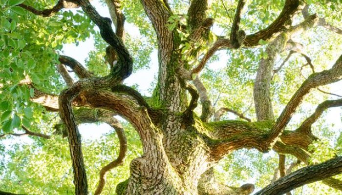 Orang Arab Buru Kamper ke Indonesia