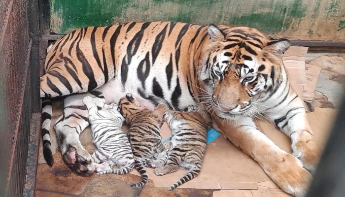 Selamat, Tiga Bayi Harimau Lahir di Taman Safari