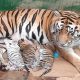 Selamat, Tiga Bayi Harimau Lahir di Taman Safari