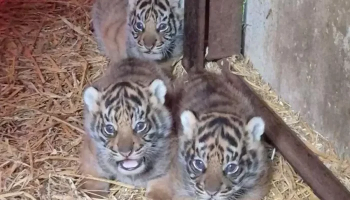 4 Bayi Harimau Sumatera Lahir di Inggris