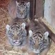 4 Bayi Harimau Sumatera Lahir di Inggris