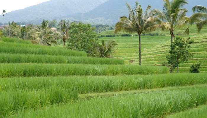 Daftar Negara yang ‘Memberi Makan’ Dunia, Ada RI
