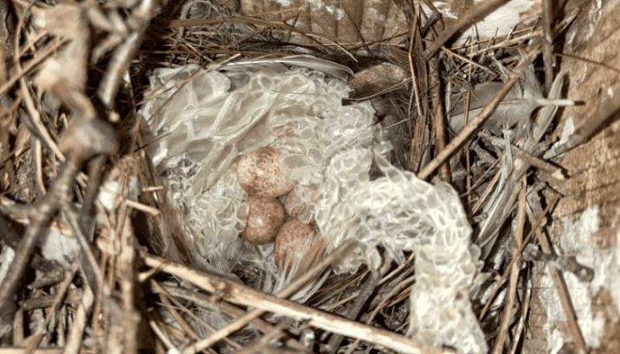 Kenapa Burung Sering Bawa Kulit Ular ke Sarangnya?