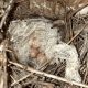 Kenapa Burung Sering Bawa Kulit Ular ke Sarangnya?